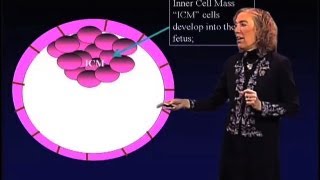 Embryonic Stem Cells - Elaine Fuchs (Rockefeller/HHMI)