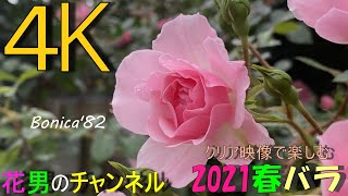 グラウンドスケープ系のピンクローズ「ボニカ」　クリア映像で楽しむ2021春バラシリーズ　花男のチャンネル