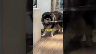 贵哥情绪好稳定！想谈！！！ #husky #pets #萌寵 #cute #狗狗 #搞笑