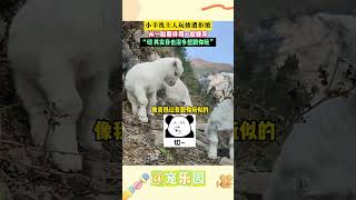 小羊找主人玩惨遭拒绝 从一脸期待别一脸嫌弃“切 其实我也沒多想跟你玩” #动物 #宠乐园 #cute