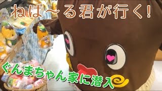 ぐんまちゃん家に潜入【ねば〜る君が行く！#29】茨城非公認ねば～る君がぐんまちゃんに無駄に対抗心を燃やす