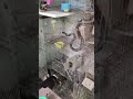 SNAKE in BIRDS cage and DOG catchs SNAKE #doglover #snake #birds