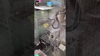 SNAKE in BIRDS cage and DOG catchs SNAKE #doglover #snake #birds