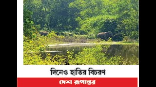 কোরিয়ান ইপিজেড পাহাড়ে দিনেও হাতির বিচরণ | Desh Rupantor