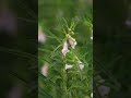 Sesame flower🌷 | Comment the other names of plant