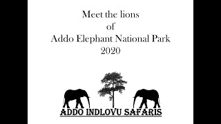 Meet the lions in Addo Elephant National Park - 2020