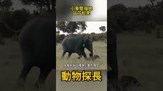 剛出生的小象，堅強地站了起來#大象 #動物世界