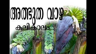 അത്ഭുത വാഴ /കലികാലം Wonderful banana plant