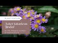 Plant Feature: Aster tataricus 'Jindai'