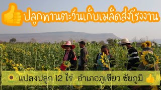 ดอกทานตะวัน​ 12 ไร่ เก็บเมล็ด​ส่งโรงงาน