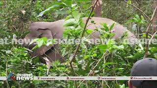 പി ടി 7 ന് വെടിയേൽക്കുന്ന സമയത്തെ ചിത്രങ്ങൾ പുറത്ത്| PT 7