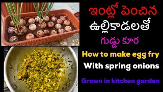 ఇంట్లో పెంచిన ఉల్లికాడలతో గుడ్డు కూర/egg curry with spring onions of kitchen garden /Telugu recipes