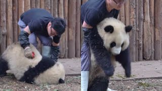 National Treasure Giant Panda Fu Duoduo: I don’t even want to be in this class for a day!