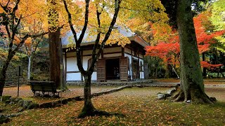 高源寺の紅葉　Autumn leaves of Kogenji Temple in Hyogo