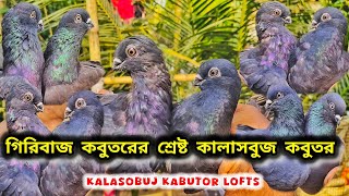 বাংলার সেরা গম ঠোঁটের কালাসবুজ কবুতর।হারিয়ে যাওয়া কালাসবুজ।KALASOBUJ KABUTOR।@pigeonsloverrj9600