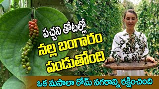 రోమ్ నగరాన్ని రక్షించిన ఈ మసాలా దినుసు మన రైతుల జీవితాల్లో వెలుగులు నింపలేదా...!? | Pepper Farming