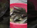 fan-mussel  키조개 고압 세척 영상 #Shorts ｜Korean Street Food-Video of washing Shellfish clean