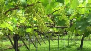 Grape field in a countryside of Japan