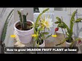 how to grow Dragon fruit plant from cutting (complete guide)| hand pollination | 1year update telugu