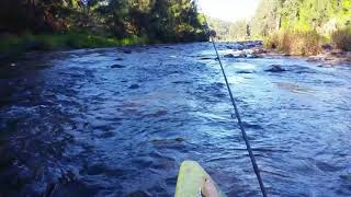 Canoeing on the Bellingen River NSW