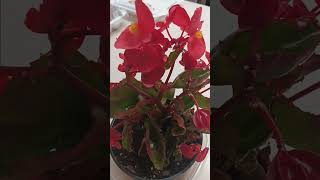 How to grow a begonia house plant care guide (tutorial)