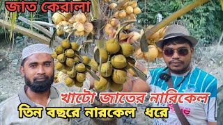 খাটো জাতের কেরেলা নারিকেল চাষ বাংলাদেশ 3 বছরে ফল আসে উচ্চ ফলনশীল একটি জাত