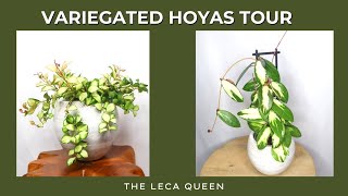 Variegated Hoya Must-Haves: A SPECTACULAR Plant Tour | The Leca Queen