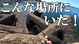 こんな場所にいた秋の大物【穴釣り】