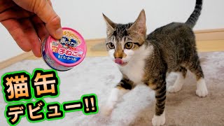 生まれて初めての猫缶に前のめりで食いつく子猫がこちら！