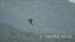 ミサゴのハンティング Osprey caught fish!