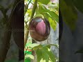 brinjal harvest ✨ brinjal farming organicfarmingrevolution go4ganics greenliving