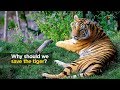 Why should we save the tiger?