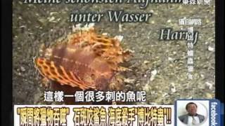 「瞬間將獵物吞噬」 石斑咬鯊魚 海底殺手「博比特蟲」！！20140822-07