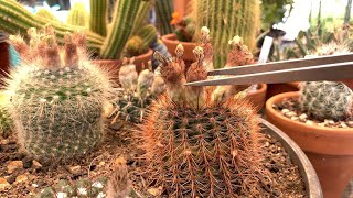 VLOG#2: Removing dried cactus flowers, collecting cactus seed pods
