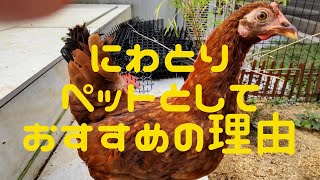 鶏をペットとしてお勧めする理由。