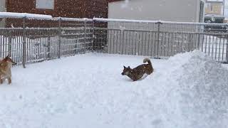 柴犬　171205 　屋根からの落雪にテンションあがる剣とビビる華ｗ