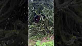 Monkey puzzle tree |  #indianusavlogs #indianmomusatravel #indianworkingmom #monkeypuzzle #meerkerk