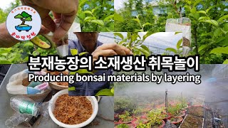 분재농장의 소재생산 취목놀이 Producing bonsai materials by layering