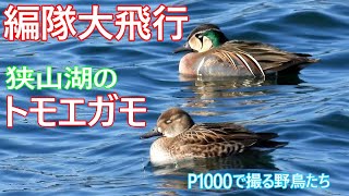 トモエガモの編隊大飛行