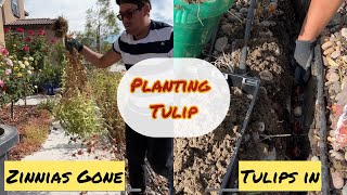 Planting Tulips after Removing Zinnia Plants/Spreading Dried Zinnia Seeds