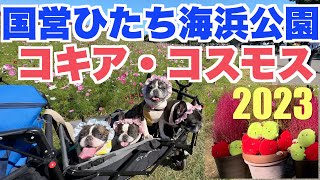 素晴らしい絶景！ 国営ひたち海浜公園 コキア・コスモス2023 【French_bulldog フレンチブルドッグ 】