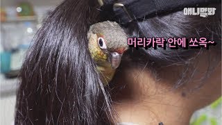 나 지나가던 앵무샌데 흔들리는 꽃들 속에서 네 샴푸향이 느껴진거야 ㅣ Thought We Found This Parrot's Owner, But..