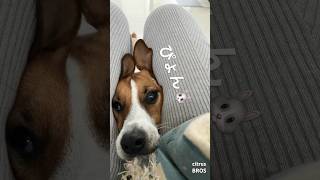 【1回うさぎ挟む】うさぎイヌなーのだ　#shorts #jackrussellterrier #うさぎ#かわいい犬 #dog