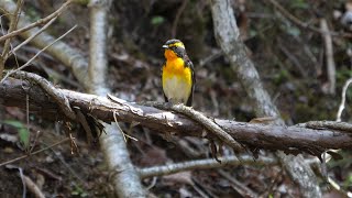 山中湖 大洞の泉のキビタキ（雄）の羽繕い　その７（4K60P動画）