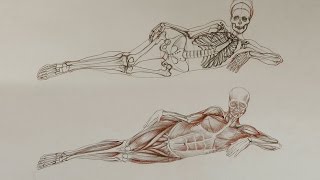 Human Muscles - Anatomy Master Class