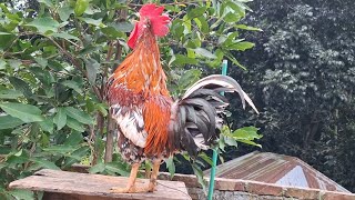 Rooster crowing sound effect