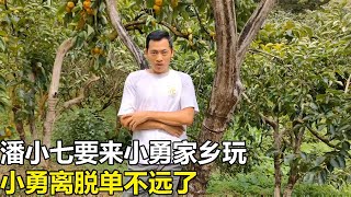 潘小七要來小勇家鄉玩，小勇離脫單不遠了，家裡種了好多柿子果【廣西小勇】