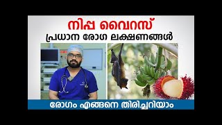 നിപ്പ വൈറസ് പ്രധാന രോഗ ലക്ഷണങ്ങൾ Nipah virus in kerala