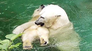 手を抜かないスパルタ教育💗シロクマの母娘【天王寺動物園】