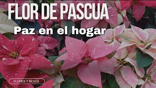 FLORES DE PASCUA Y BIENESTAR EMOCIONAL: Cómo transforman tu hogar, tu estado de ánimo y tu vida 💛.